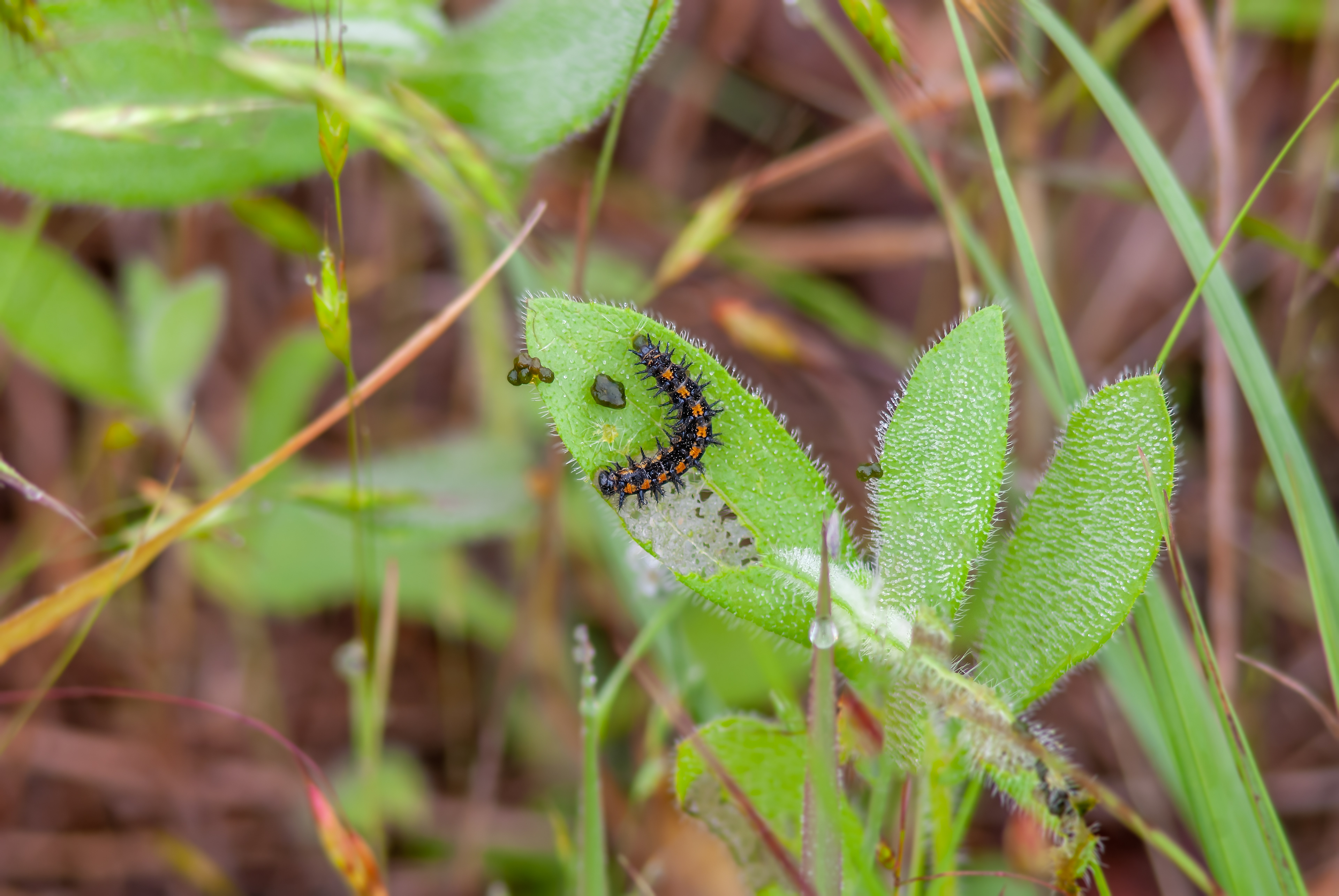 Confused Haploa Moth Caterpillar