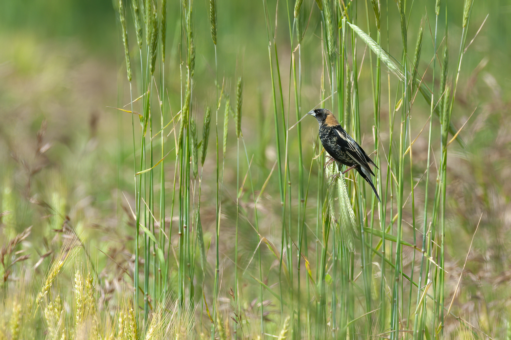 Bobolink (Dolichonyx oryzivorus)