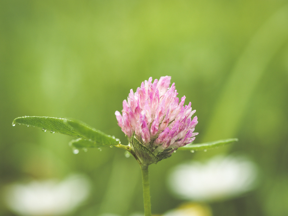 Blooming clover