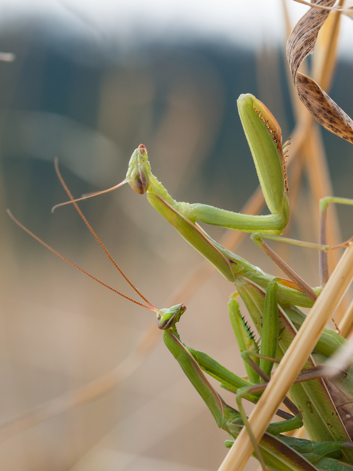 European mantis (Mantis religiosa)