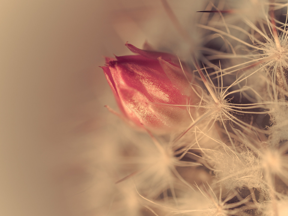 Blooming cactus