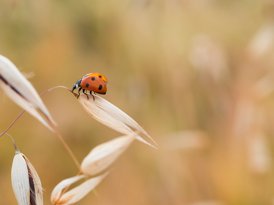 Ladybug (Coccinellidae)