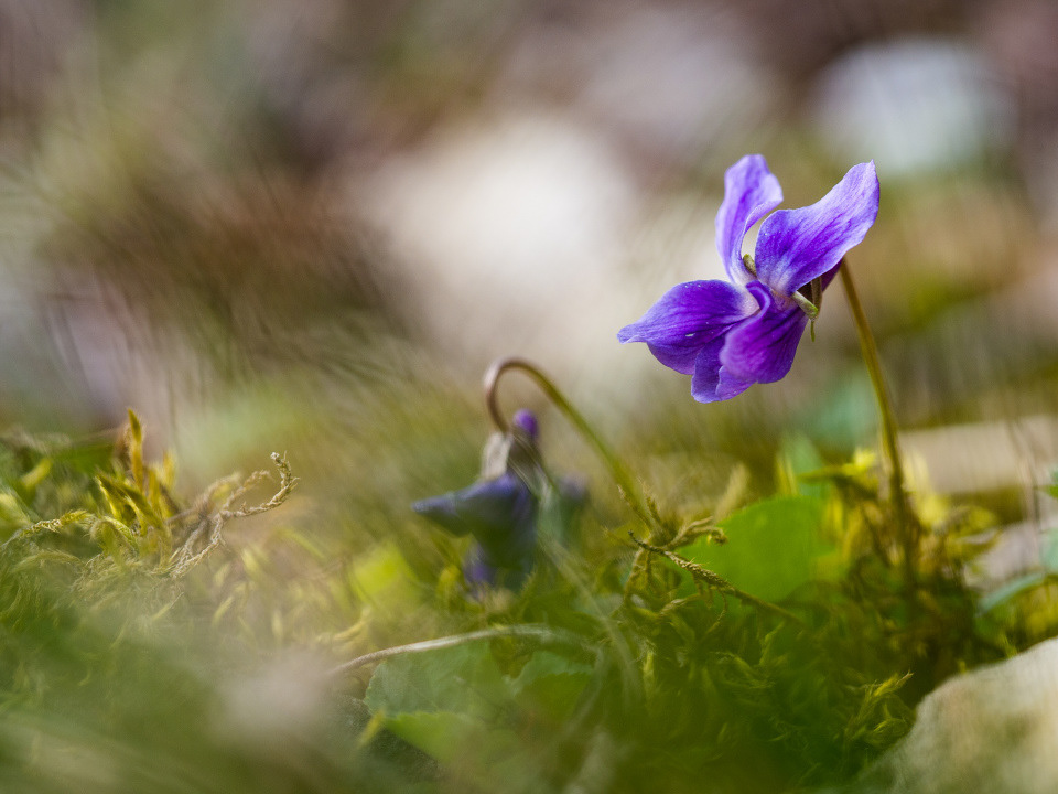 Viola odorata