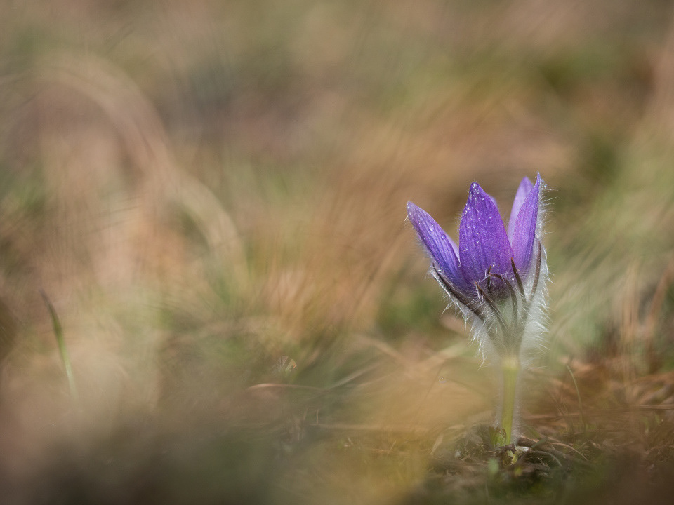 Greater pasque flower (Pulsatilla grandis)
