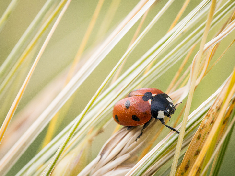 Ladybug (Coccinellidae)