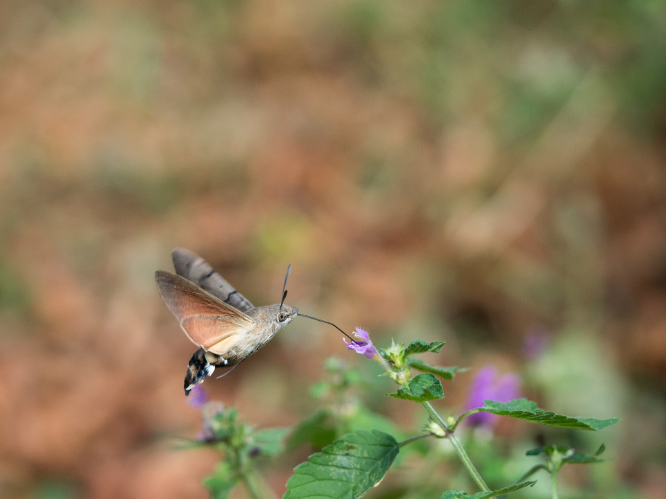Hummingbird hawk-moth (Macroglossum stellatarum)