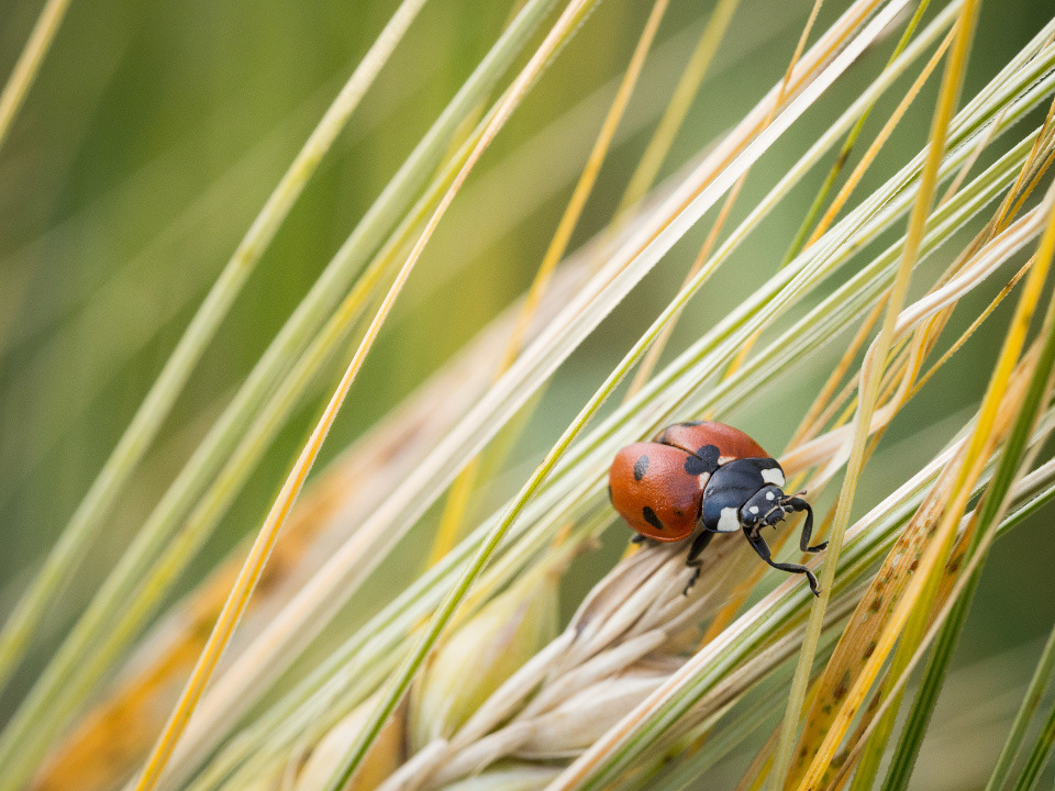 Ladybug (Coccinellidae)