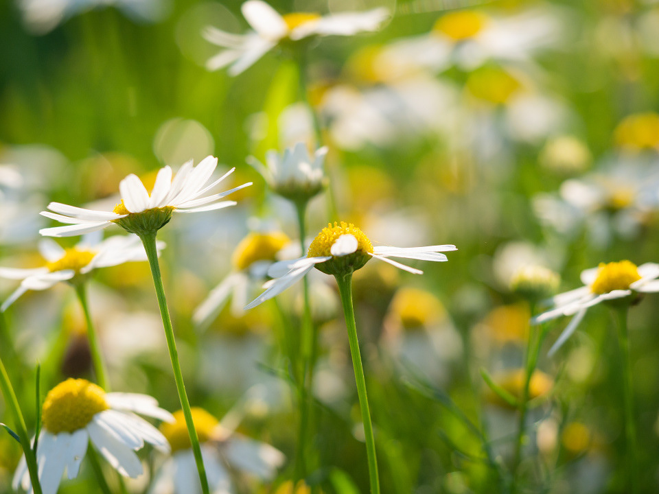 Chamomile flowers