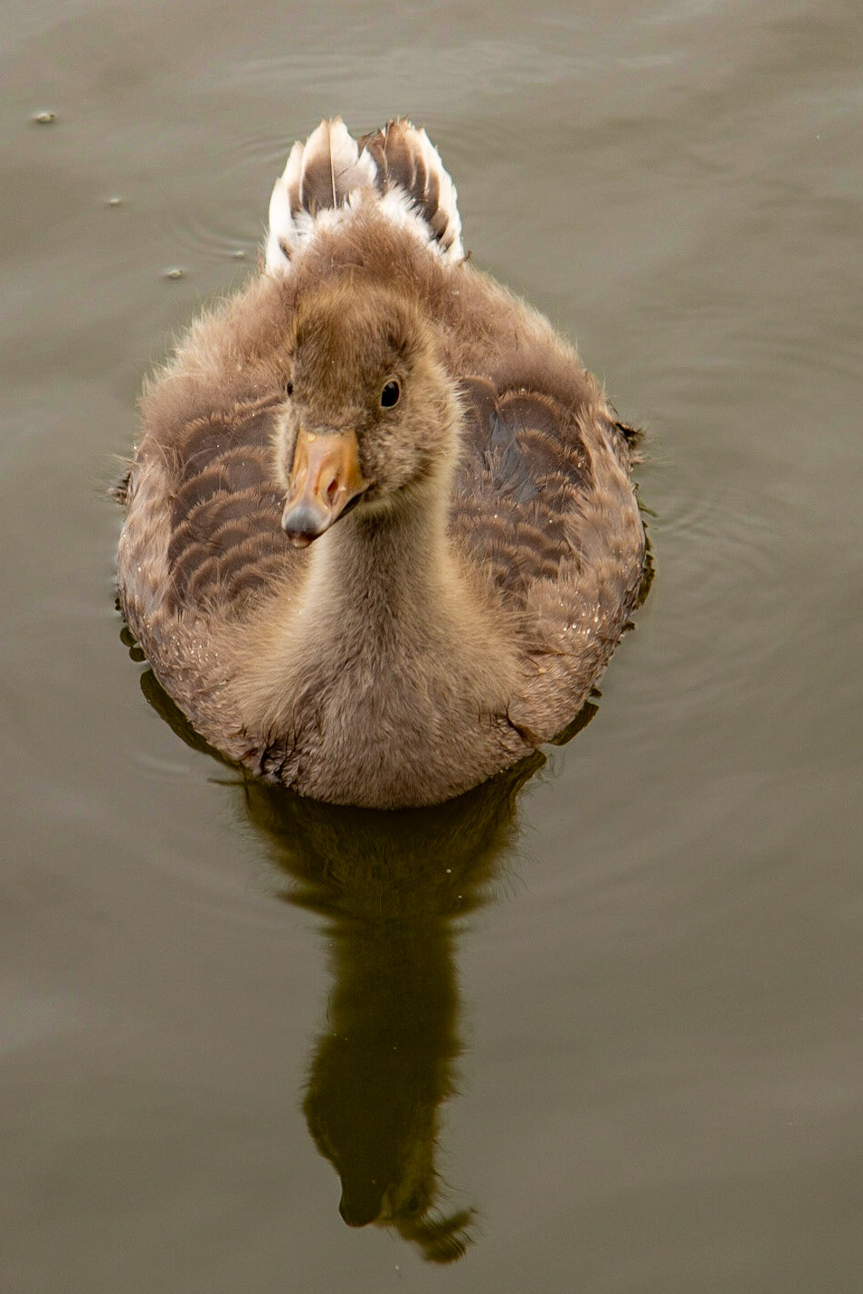 "Oi what you looking at!"