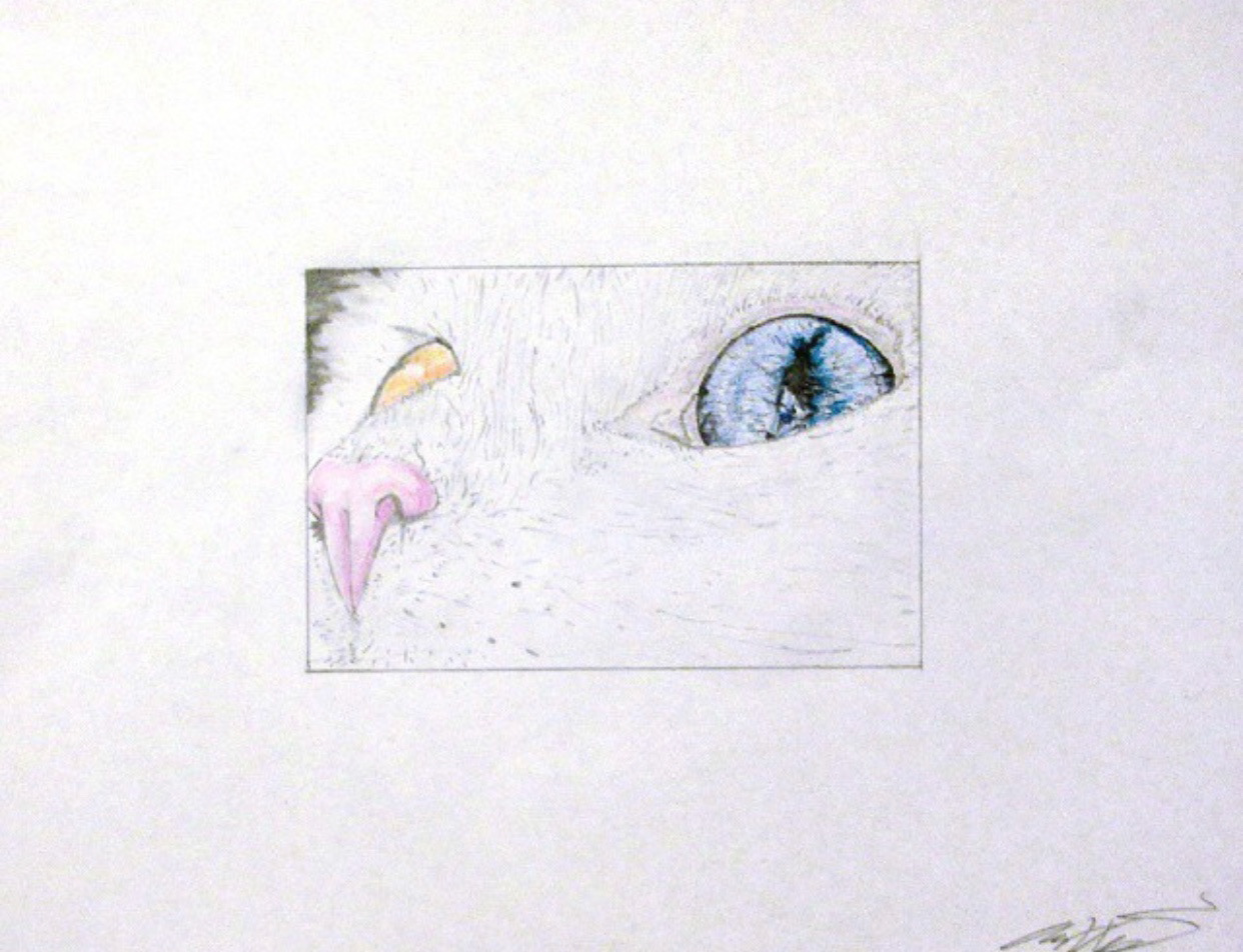 Cat (2017)