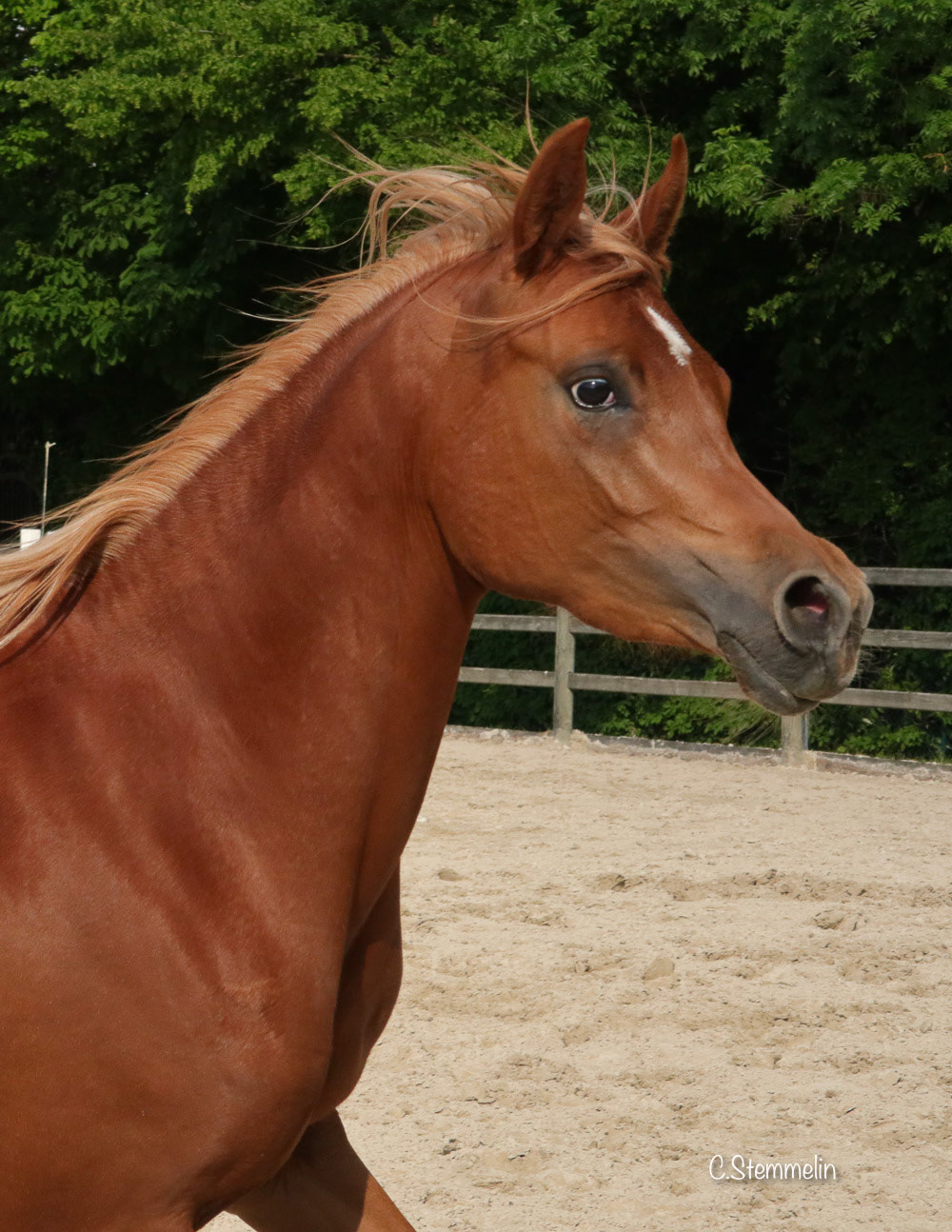 Sire: Kanz Al Nasser / Dam: Shah Malaka. Born 06/2015