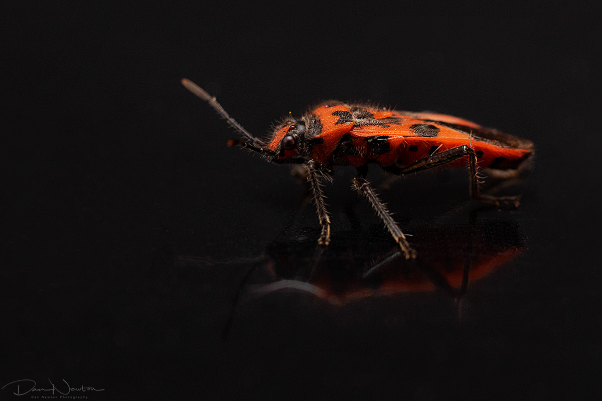 Corizus hyoscyami