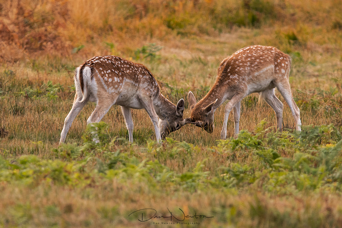 Fallow Deer