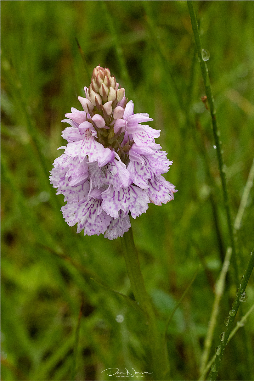 Heath Spotted Orchid