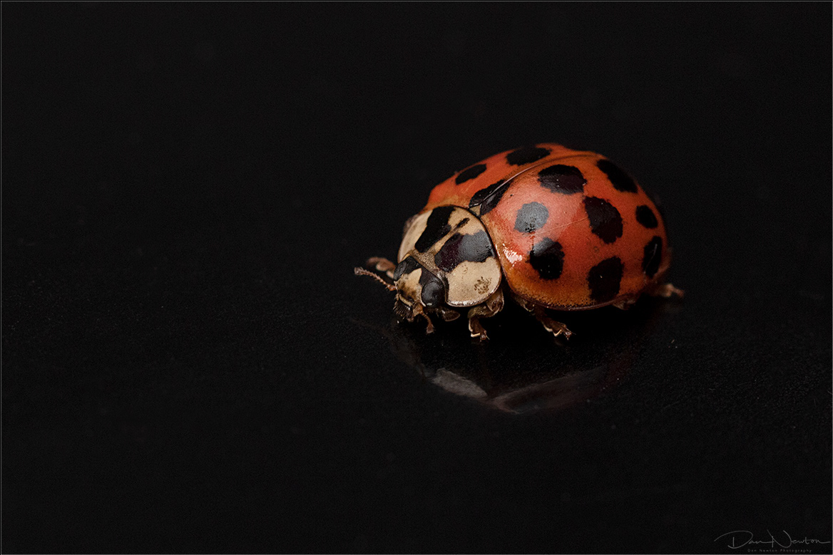 Harlequin Ladybird - Harmonia axyridis