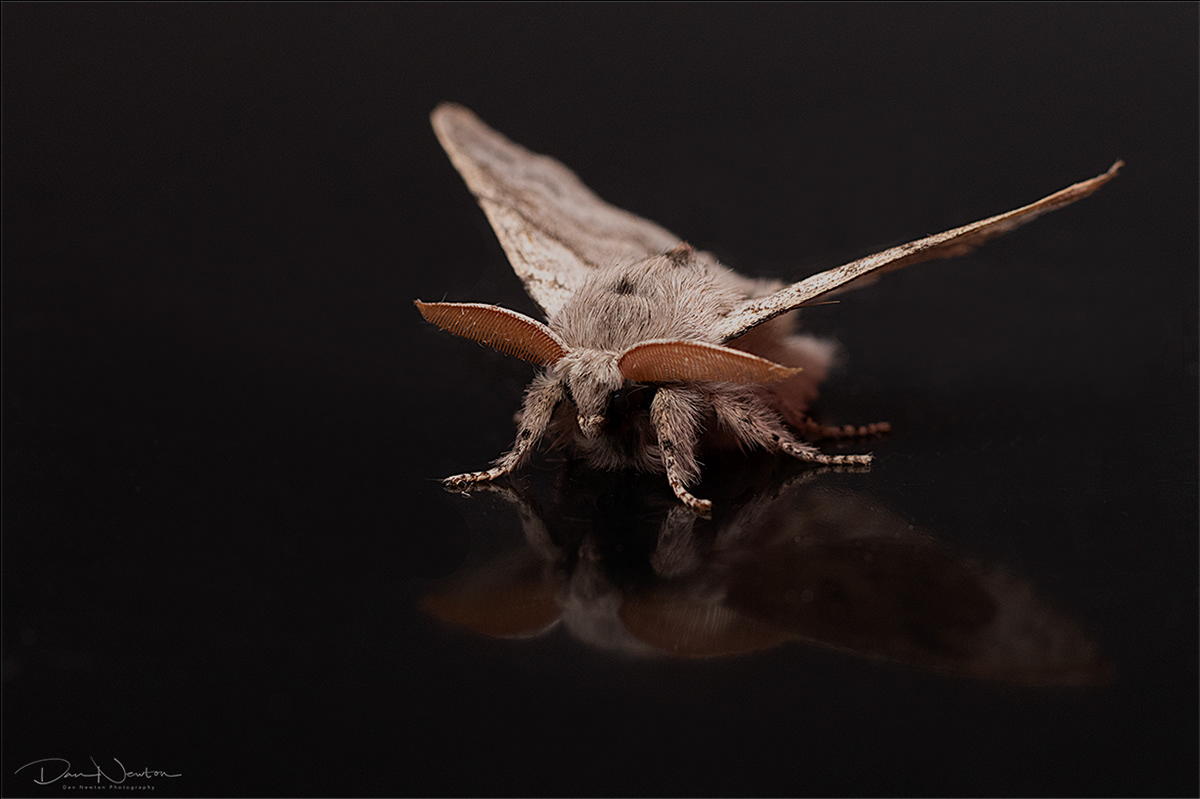 Pale Tussock