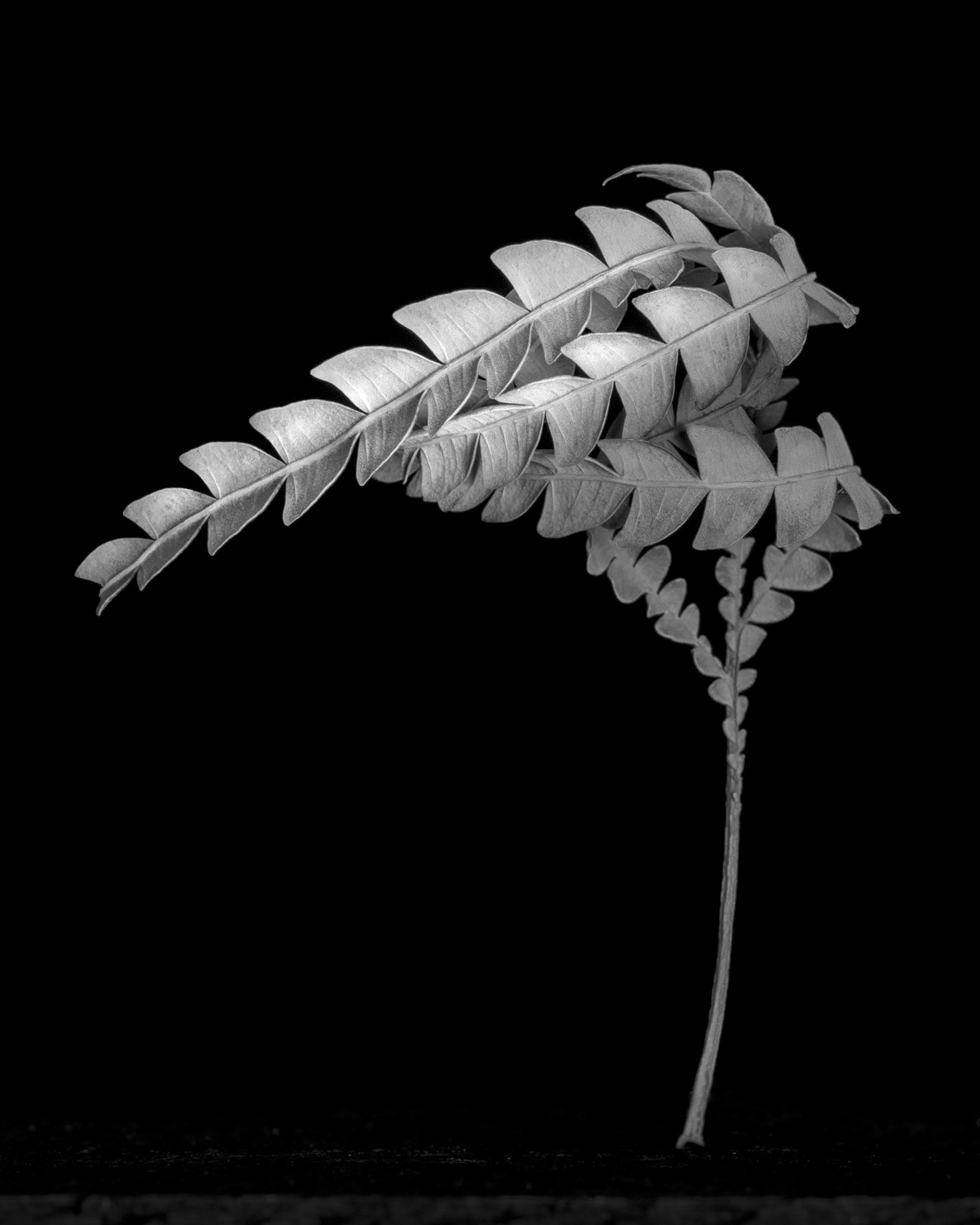 Lyonothamnus leaf, 2021