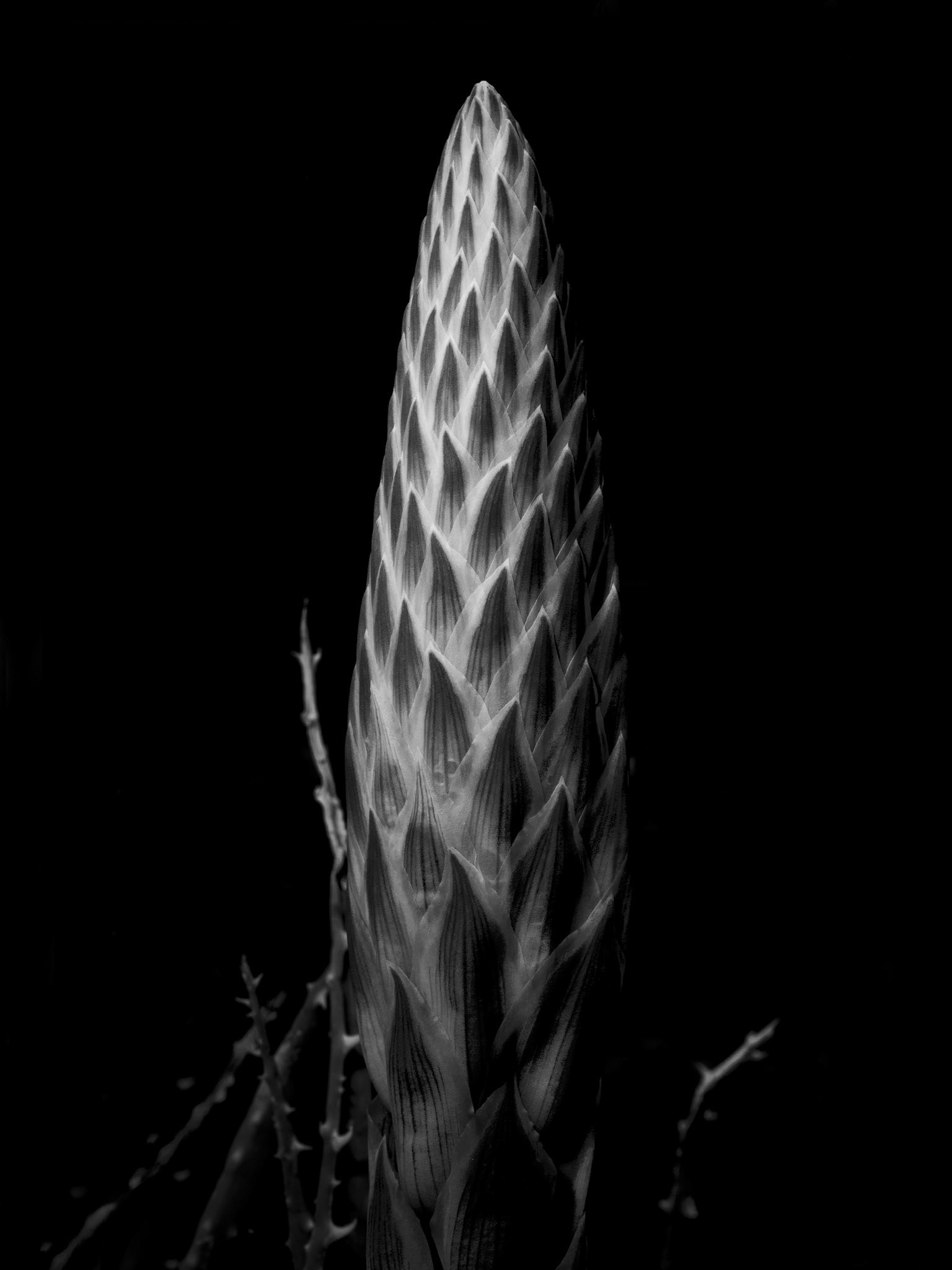 Agave Flower, 2021