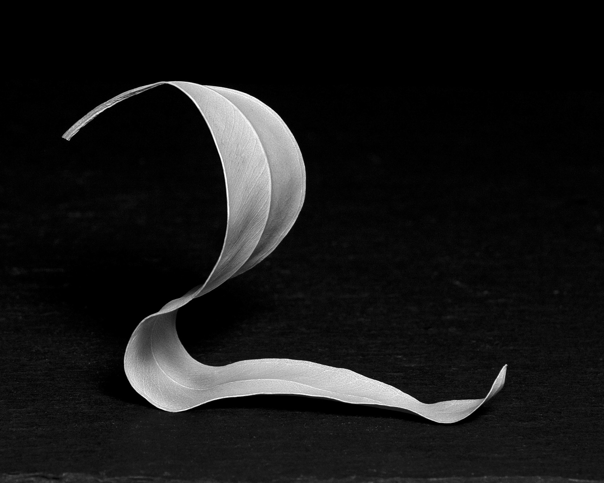 Eucalyptus leaf #2, 2021