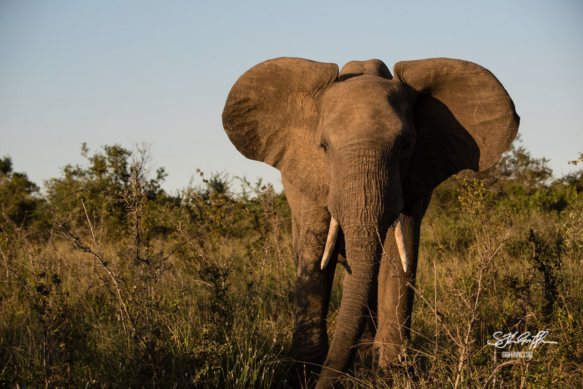 Elephant flapping ears