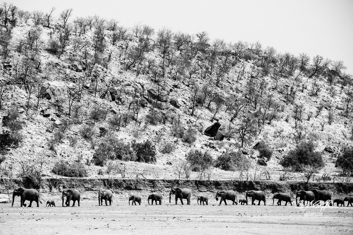 Herd of elephants on dry riverbed in Botswana