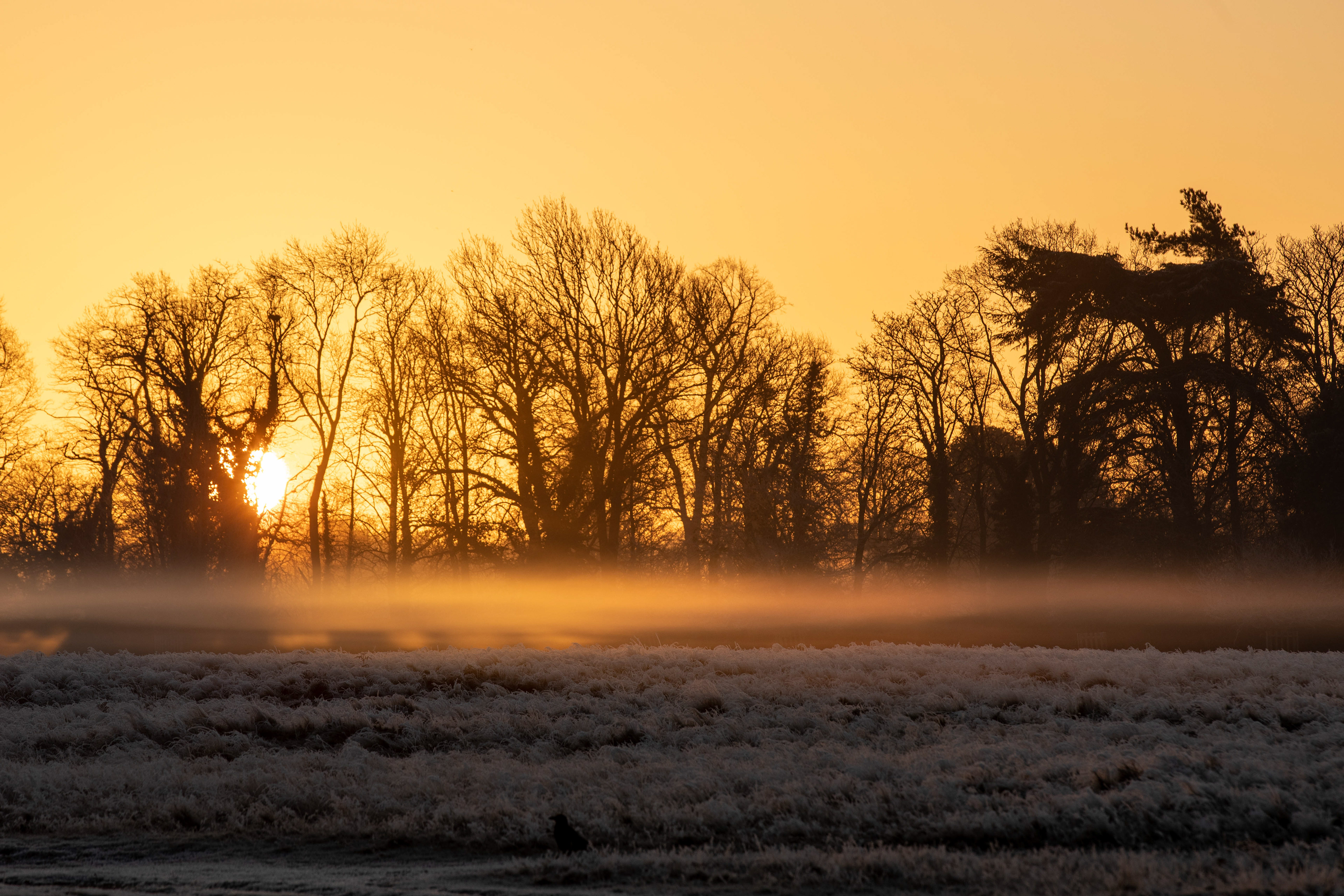 Bushy Park Sunrise