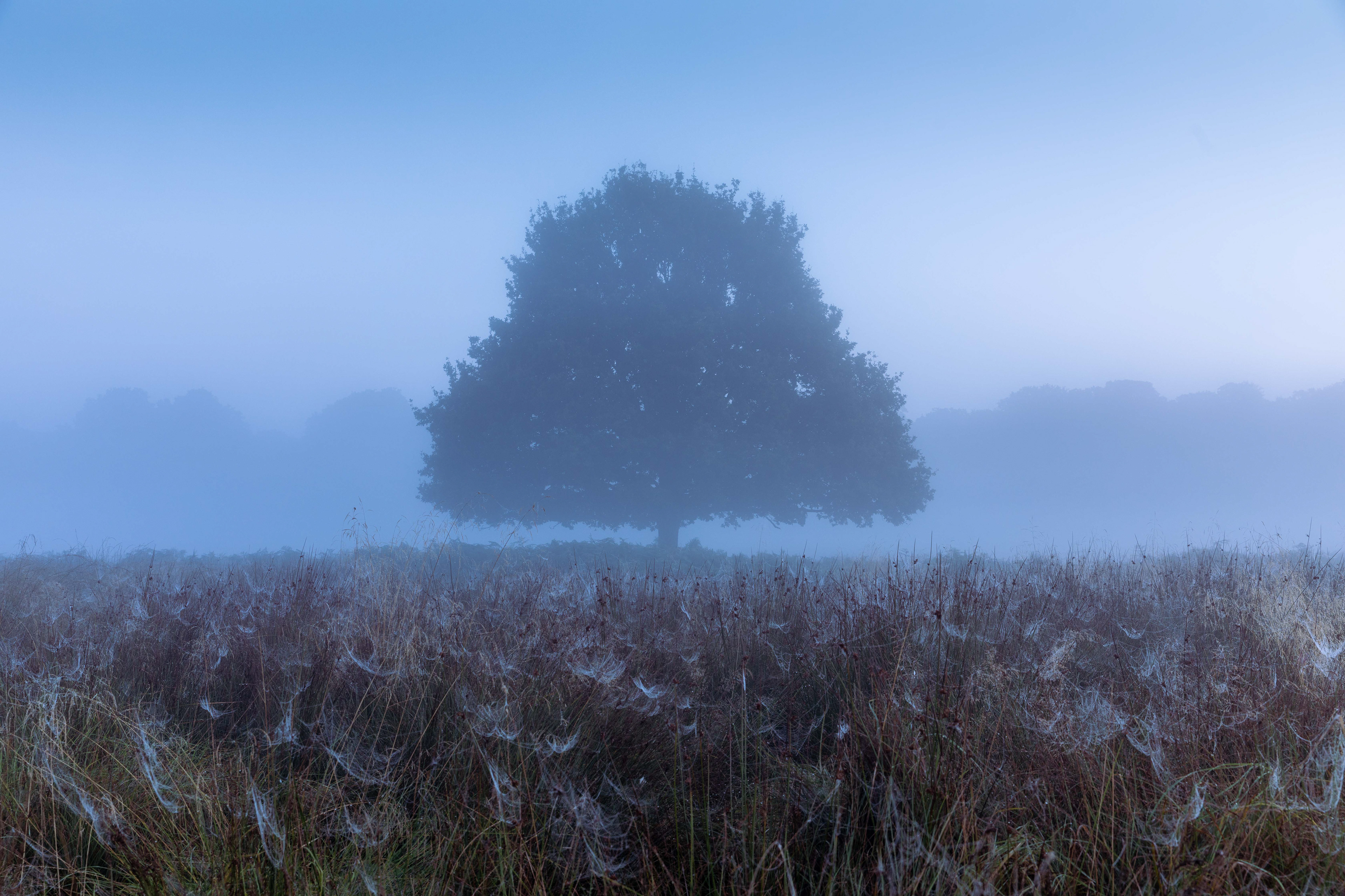 Richmond Park at Dawn 4