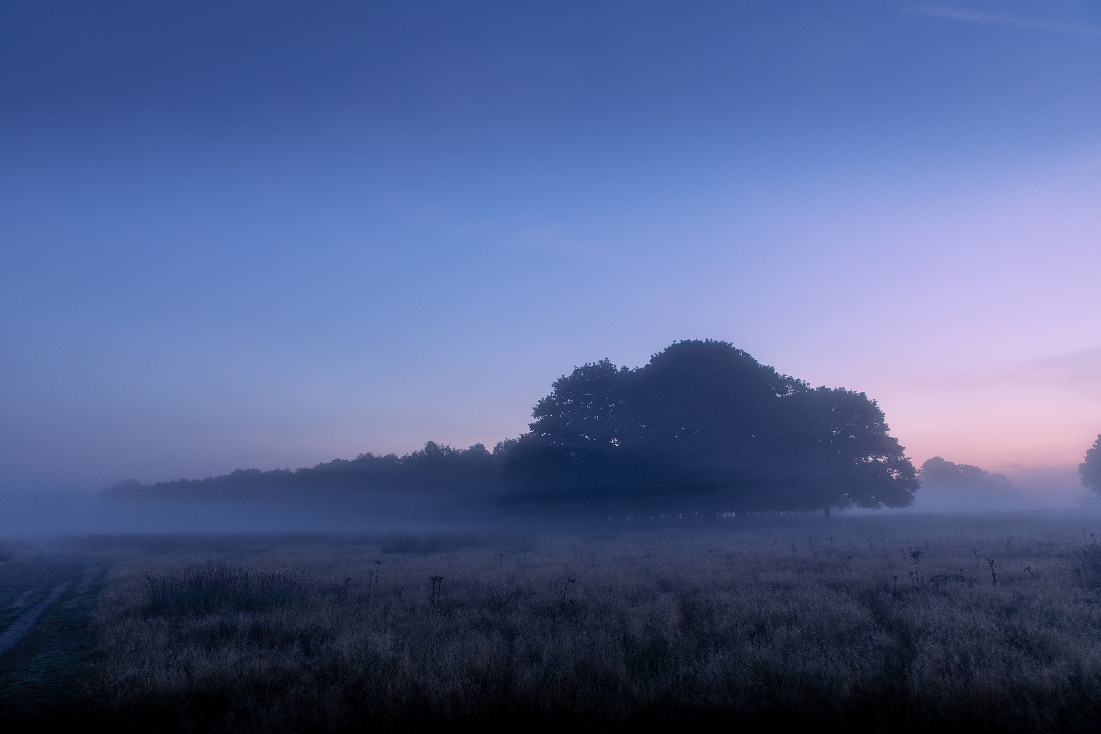 Richmond Park at Dawn 2