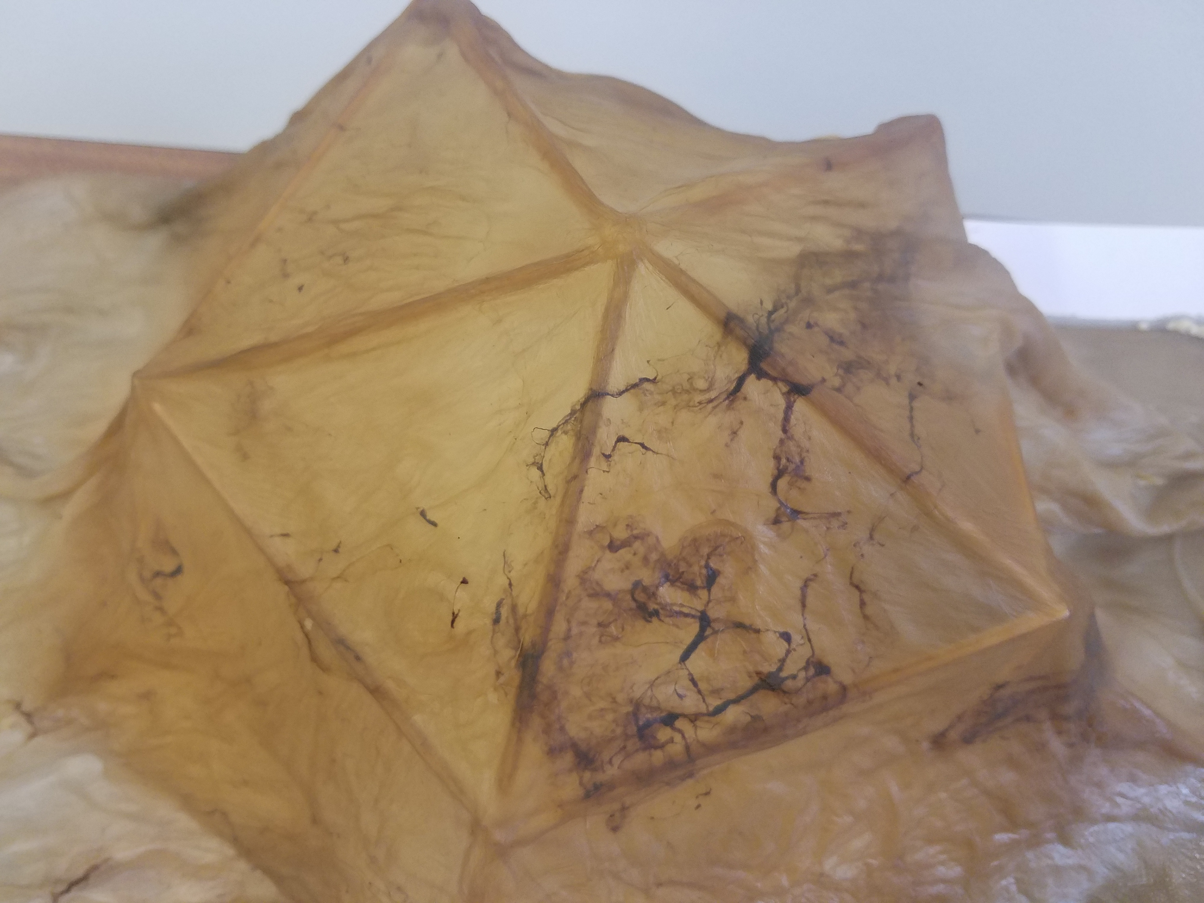 Dried over bamboo frame.