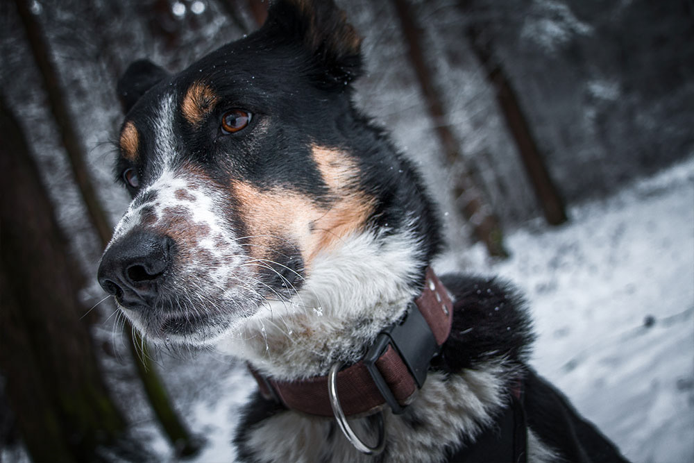 how can i help my street dog in the winter