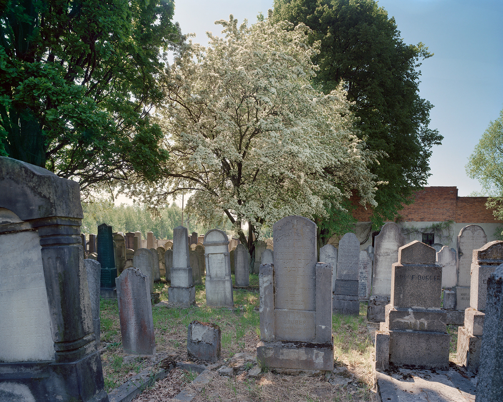 The well cared for Jewish cemetery, Wadowice