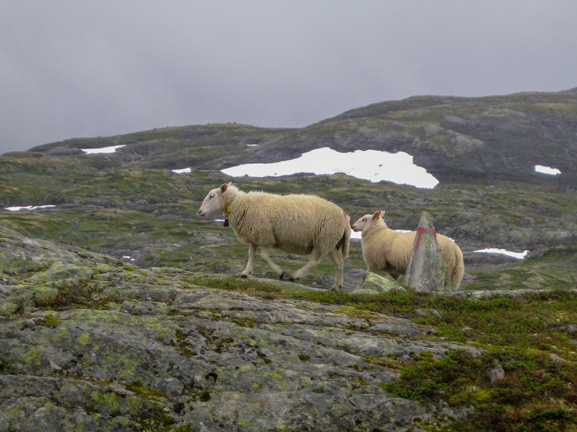 Almad's Photos - Hardangervidda National Park