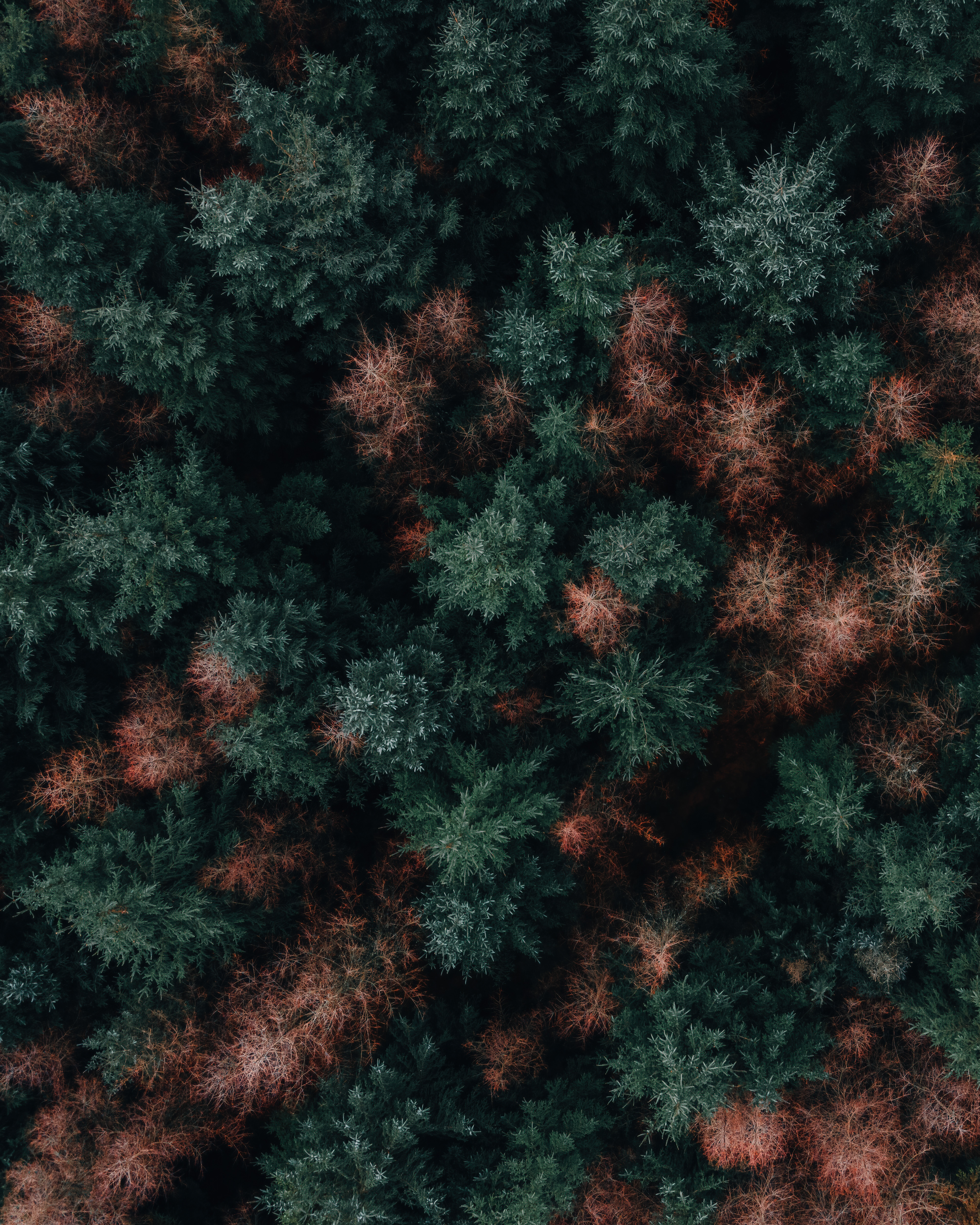Forest From Above