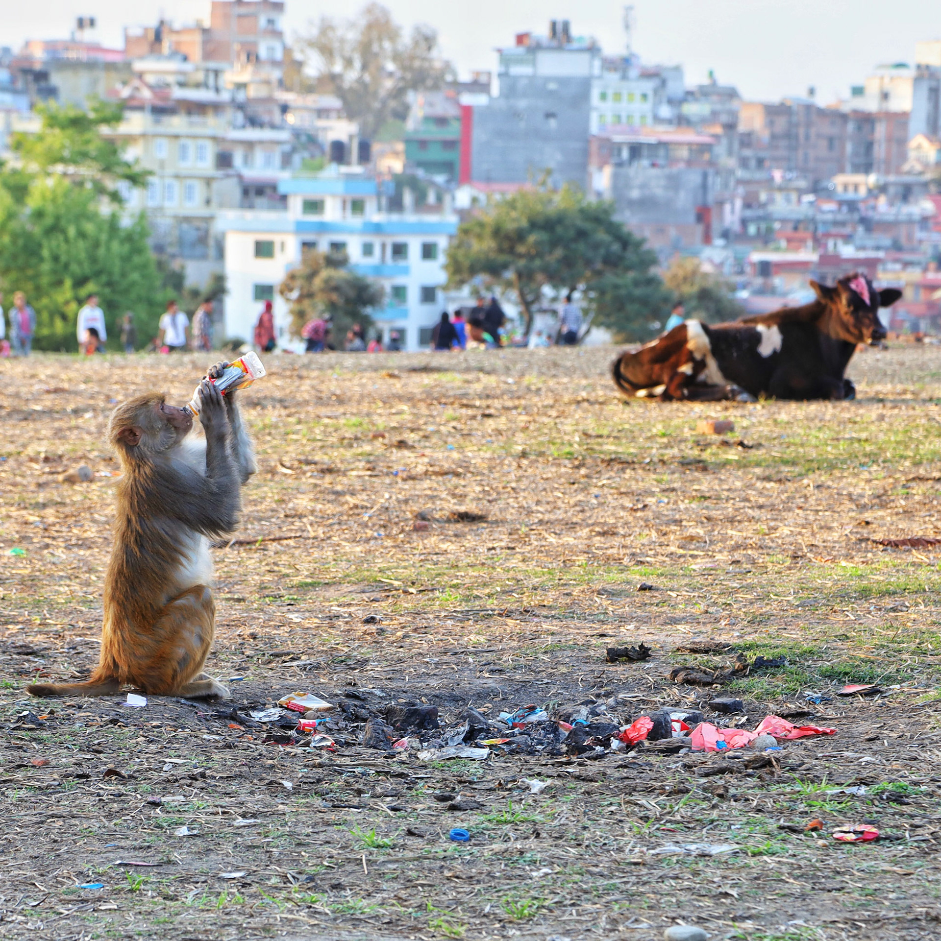 Monkey Business - Kathmandu, Nepal