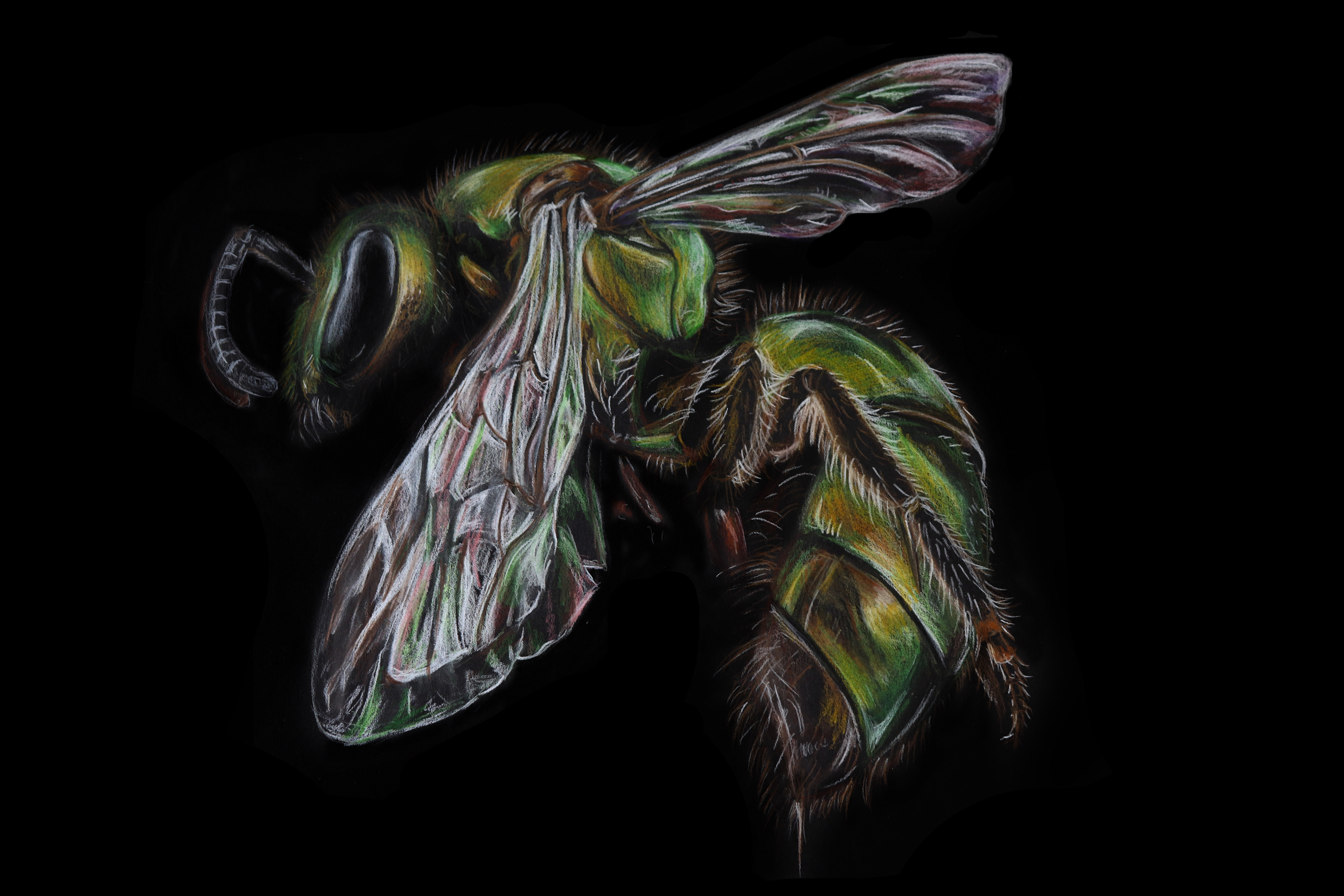 Kelly Stanford - Science Communicator and Artist - Hyper realistic ...