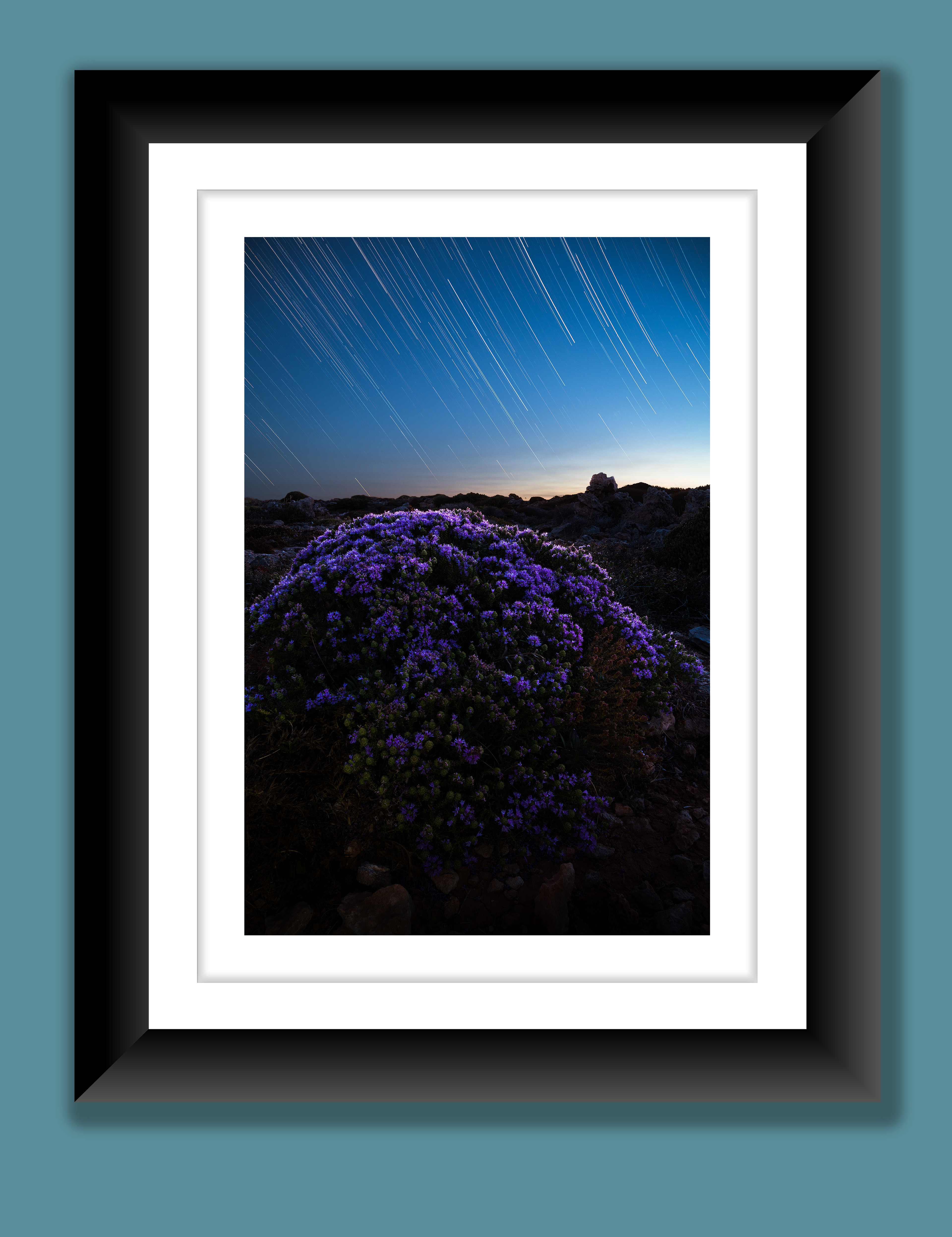 A beautiful fine art print of a thyme bush at peak blossom under a starry sky showcased as star trails.