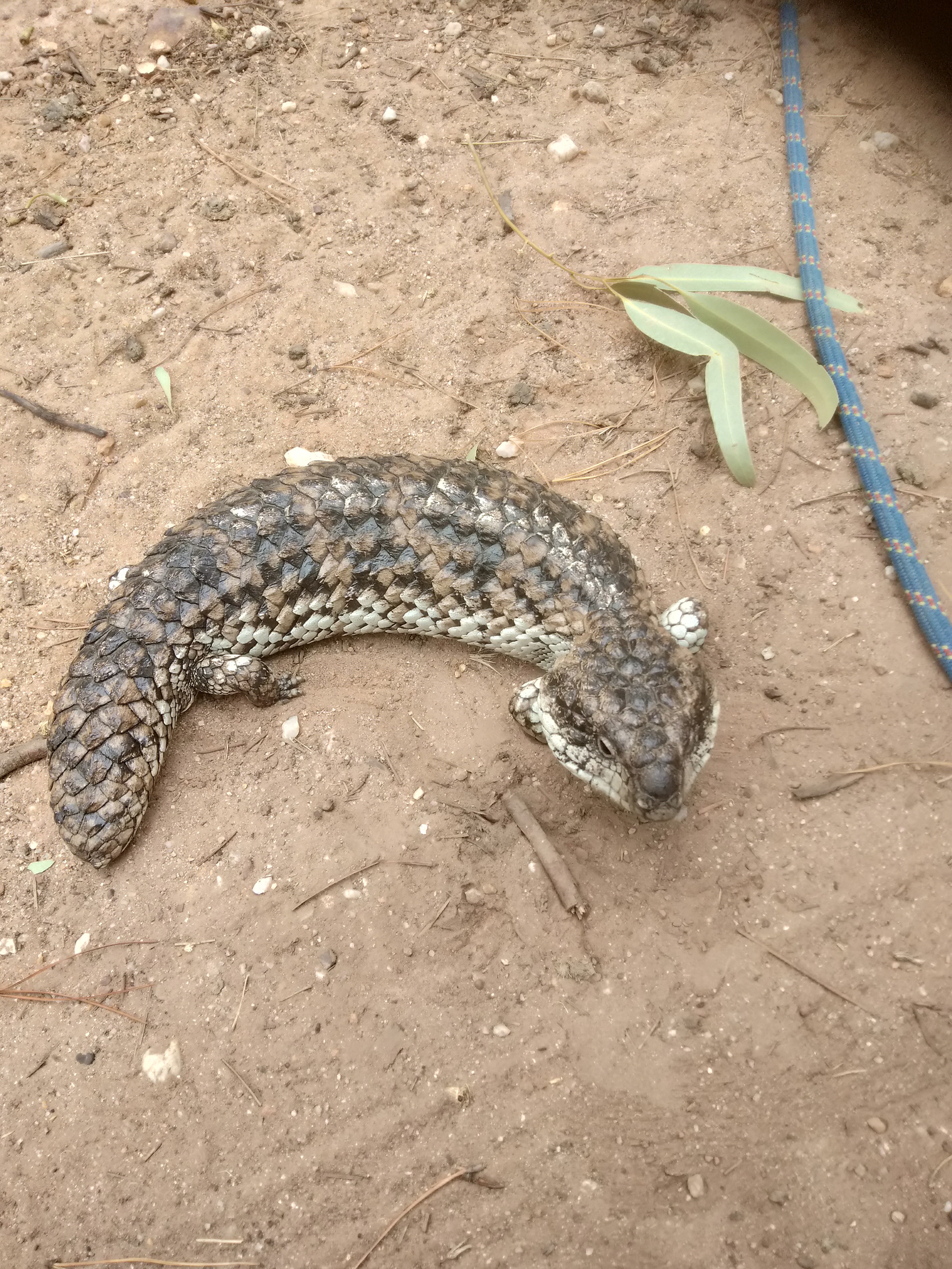 Hodgsons Snakes Snake Catcher Ballarat