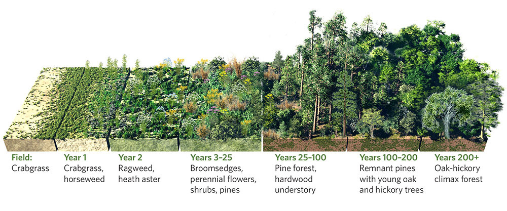 how nature energy absorb from to R Nicolle Art Forest Ecology  Fuller Nature: