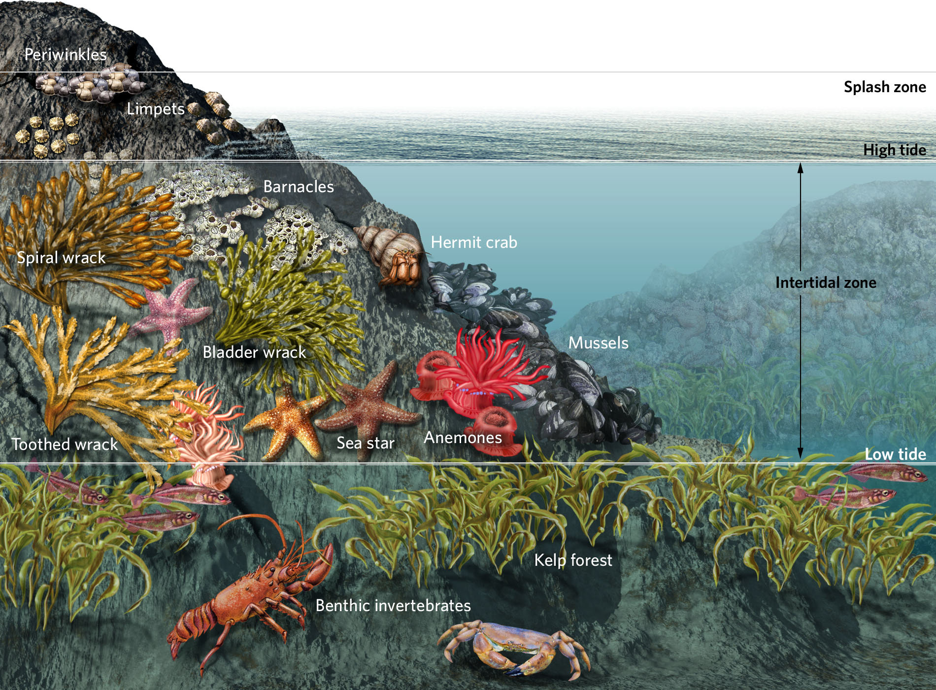 Nicolle R Fuller - Ocean Ecosystems: Everglades to Sea Vents