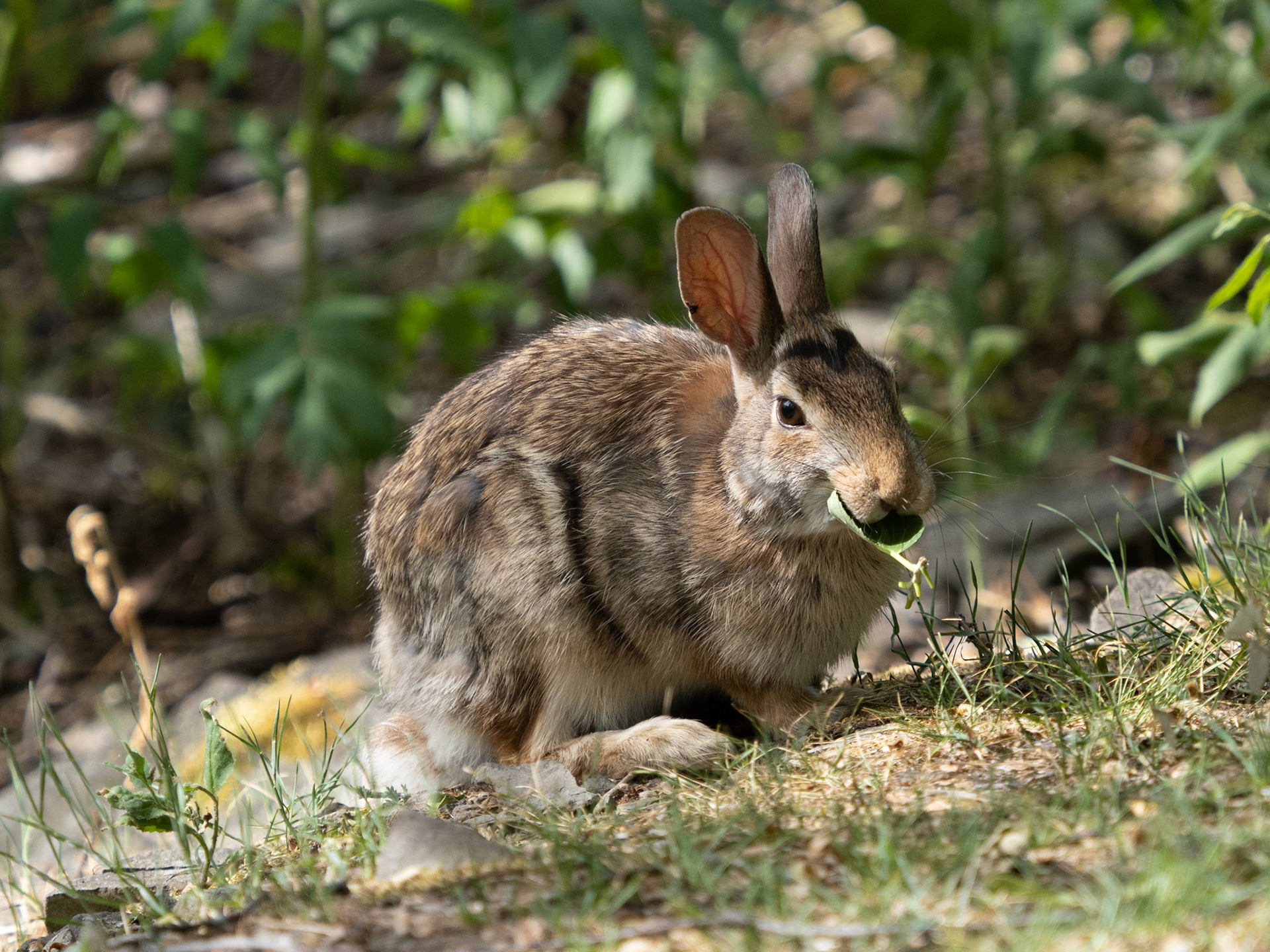 cotton-tail rabbit