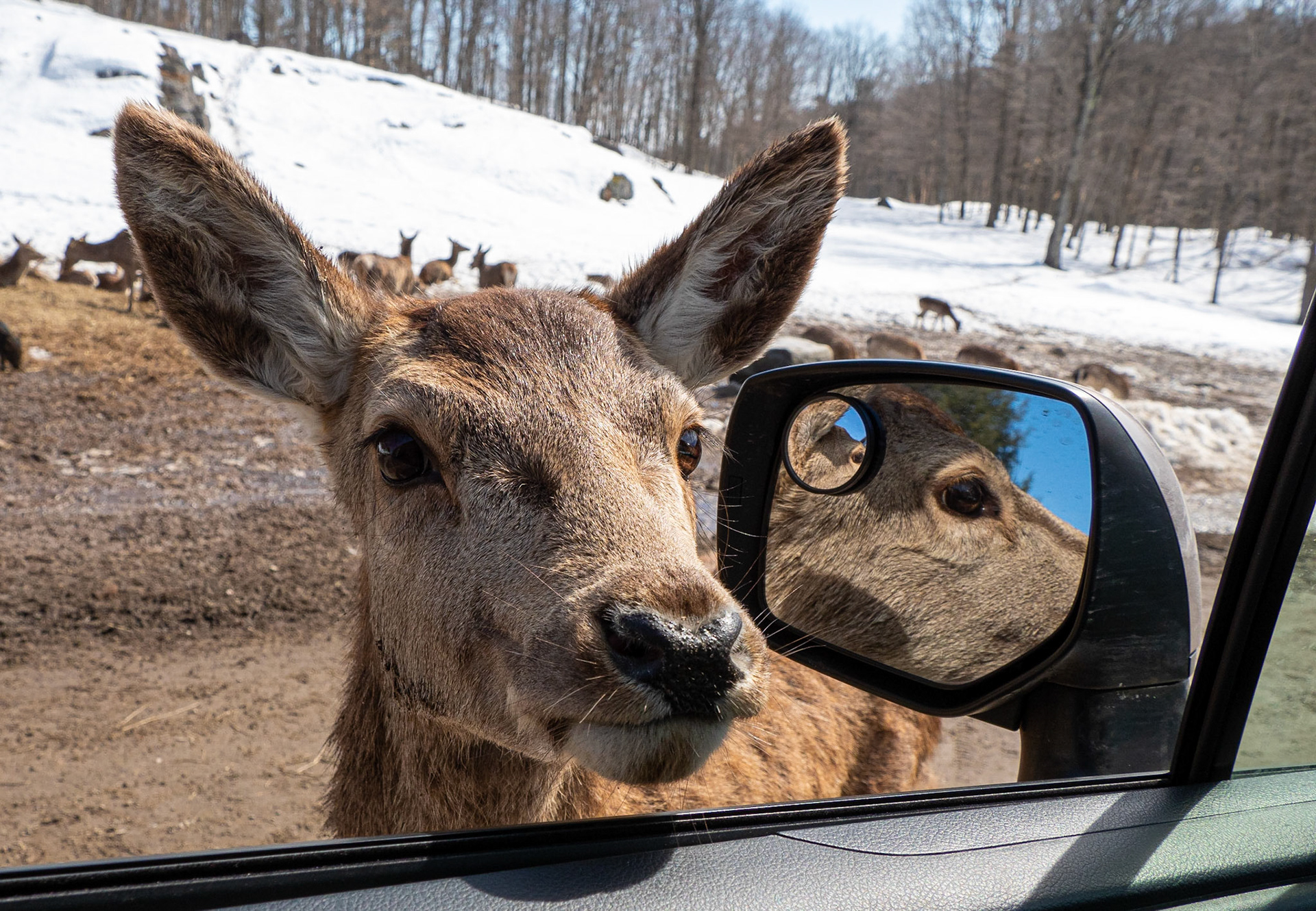 deer