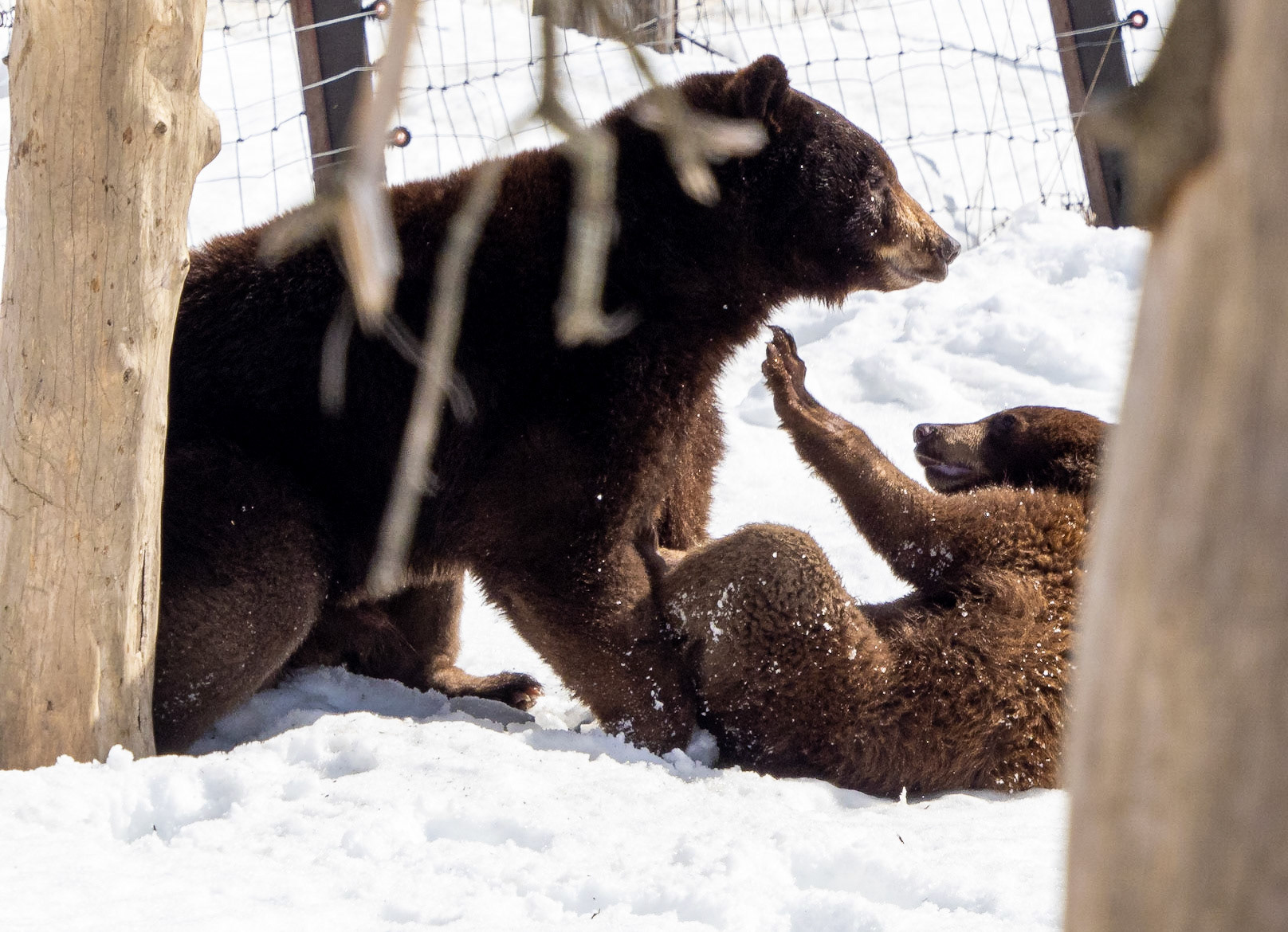 cinnamon bear