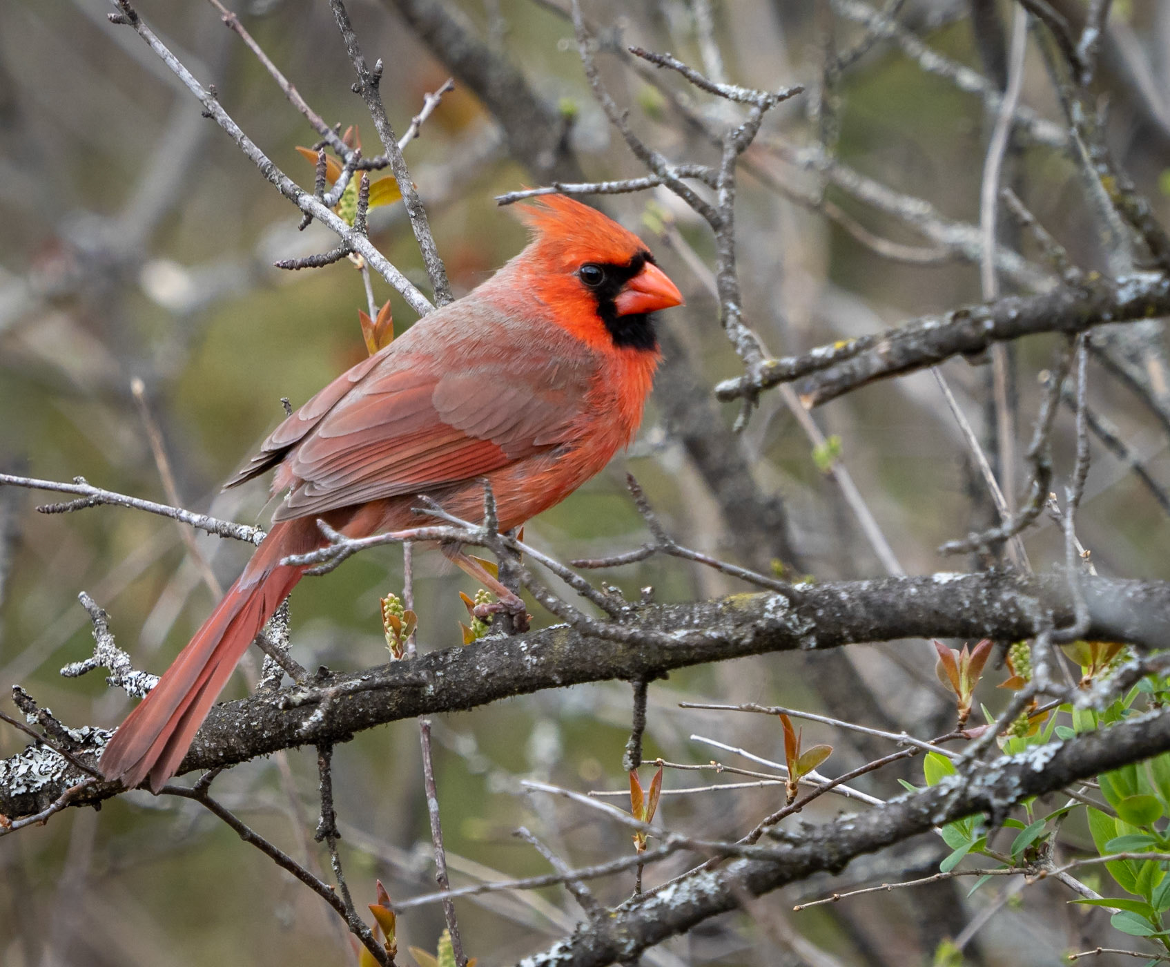 cardinal