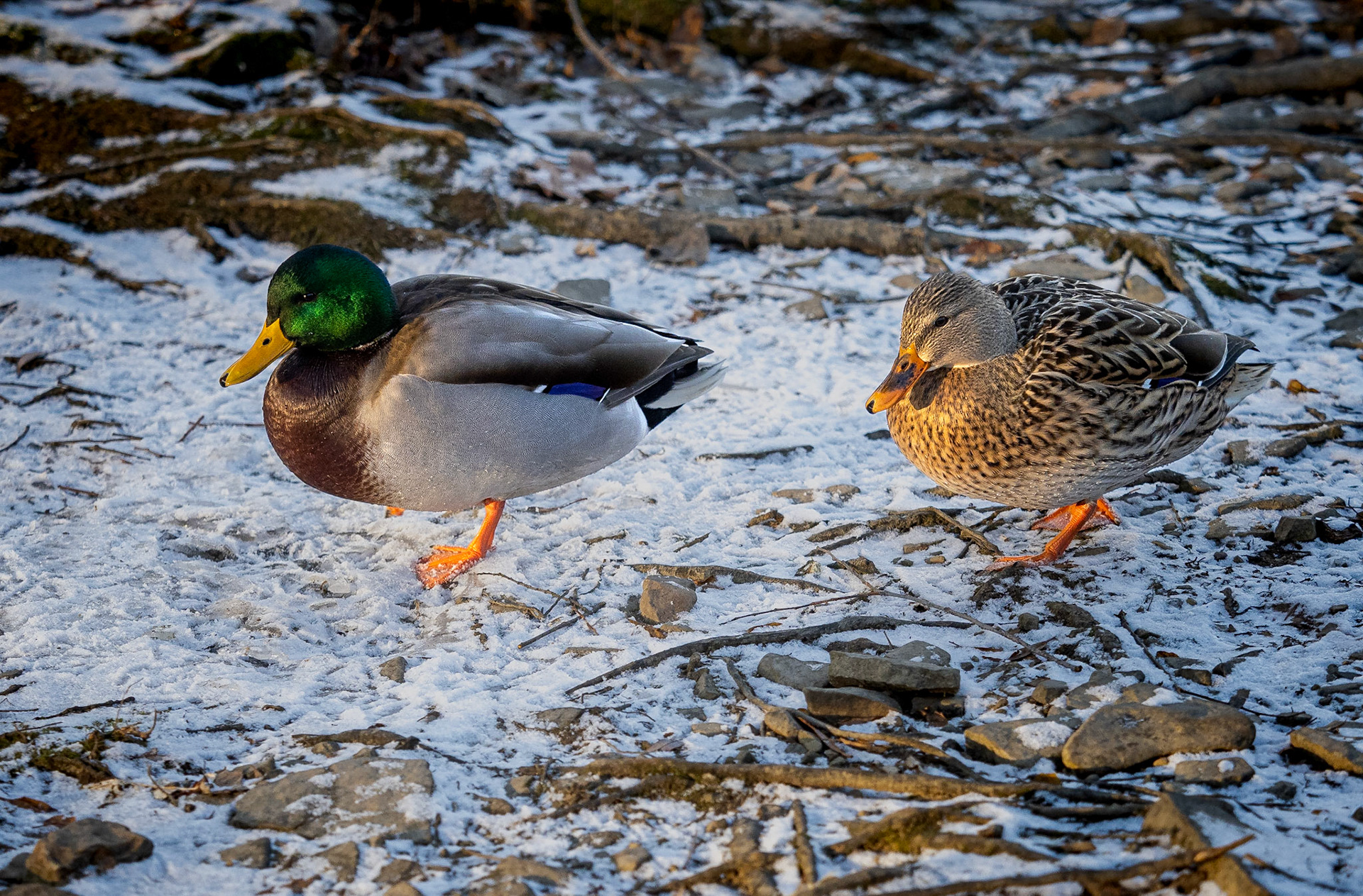 All mallards don't go south