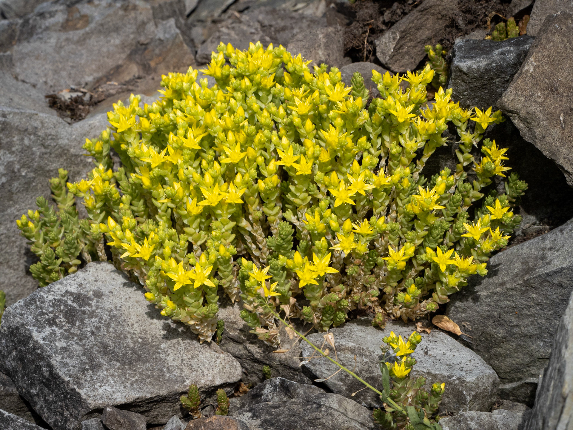 stonecrop