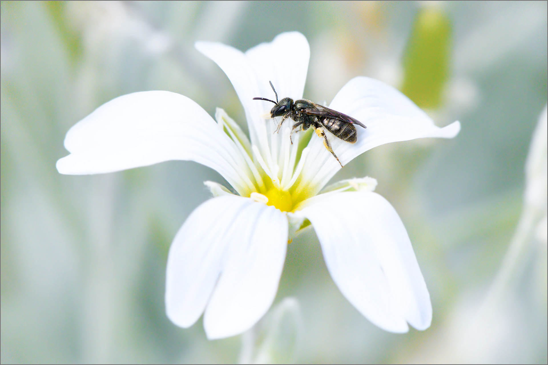 Hug A Bug! - Large Format Print - Limited Edition - Steffen Freiling
