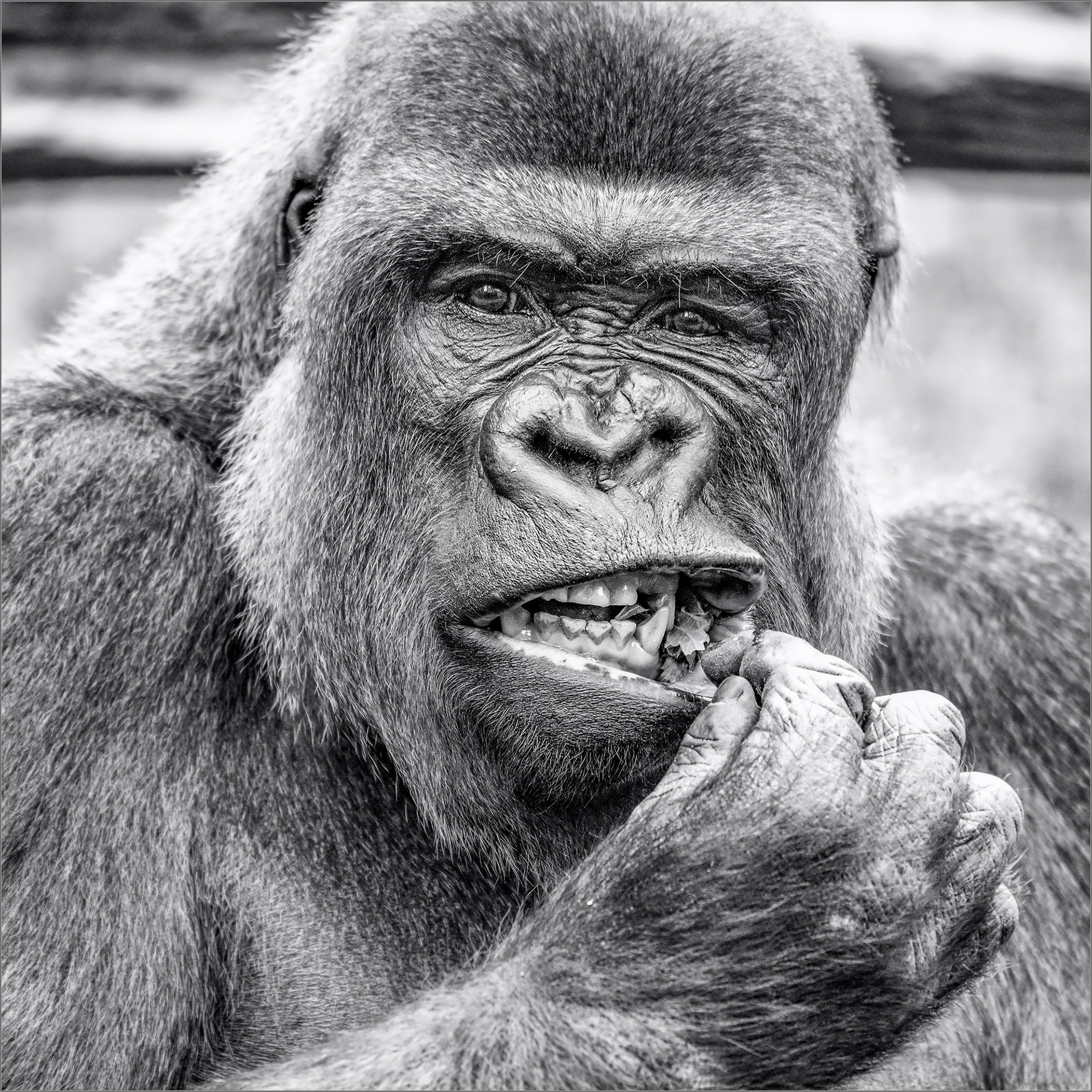 s'up? - Large Format Print - Limited Edition - Steffen Freiling