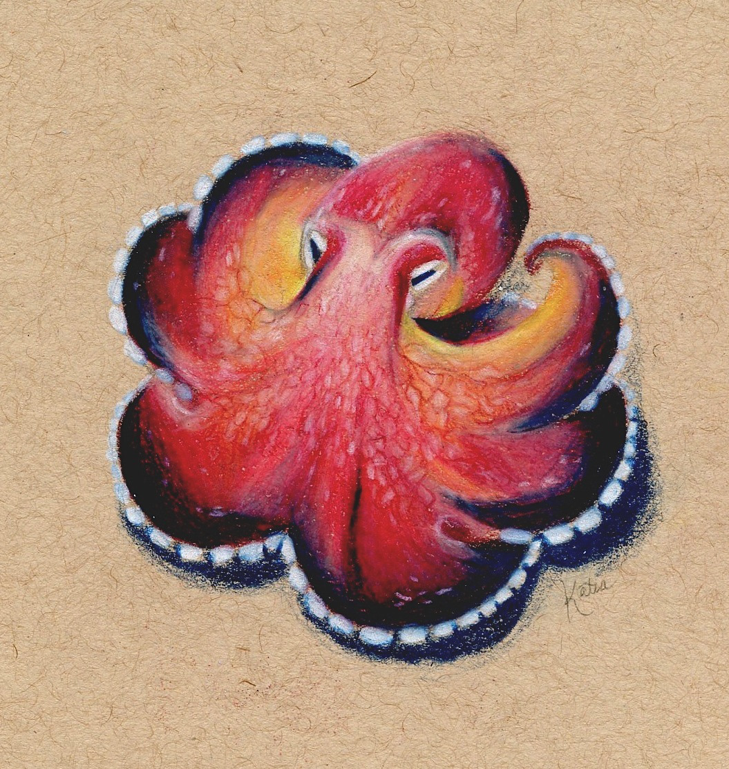Octopus, Pencil Crayon on Toned Paper
