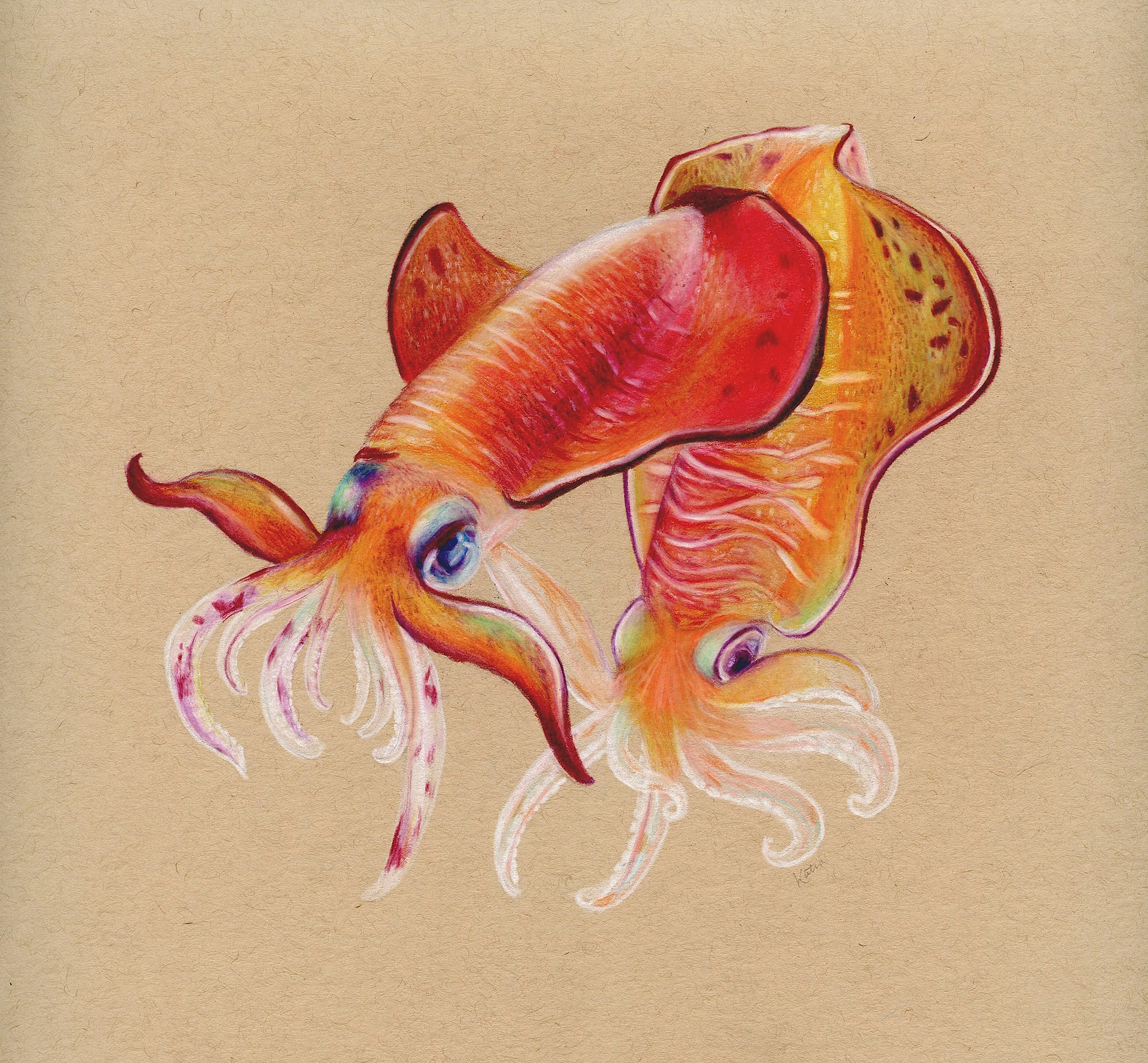 Cuttlefish, Pencil Crayon on Toned Paper