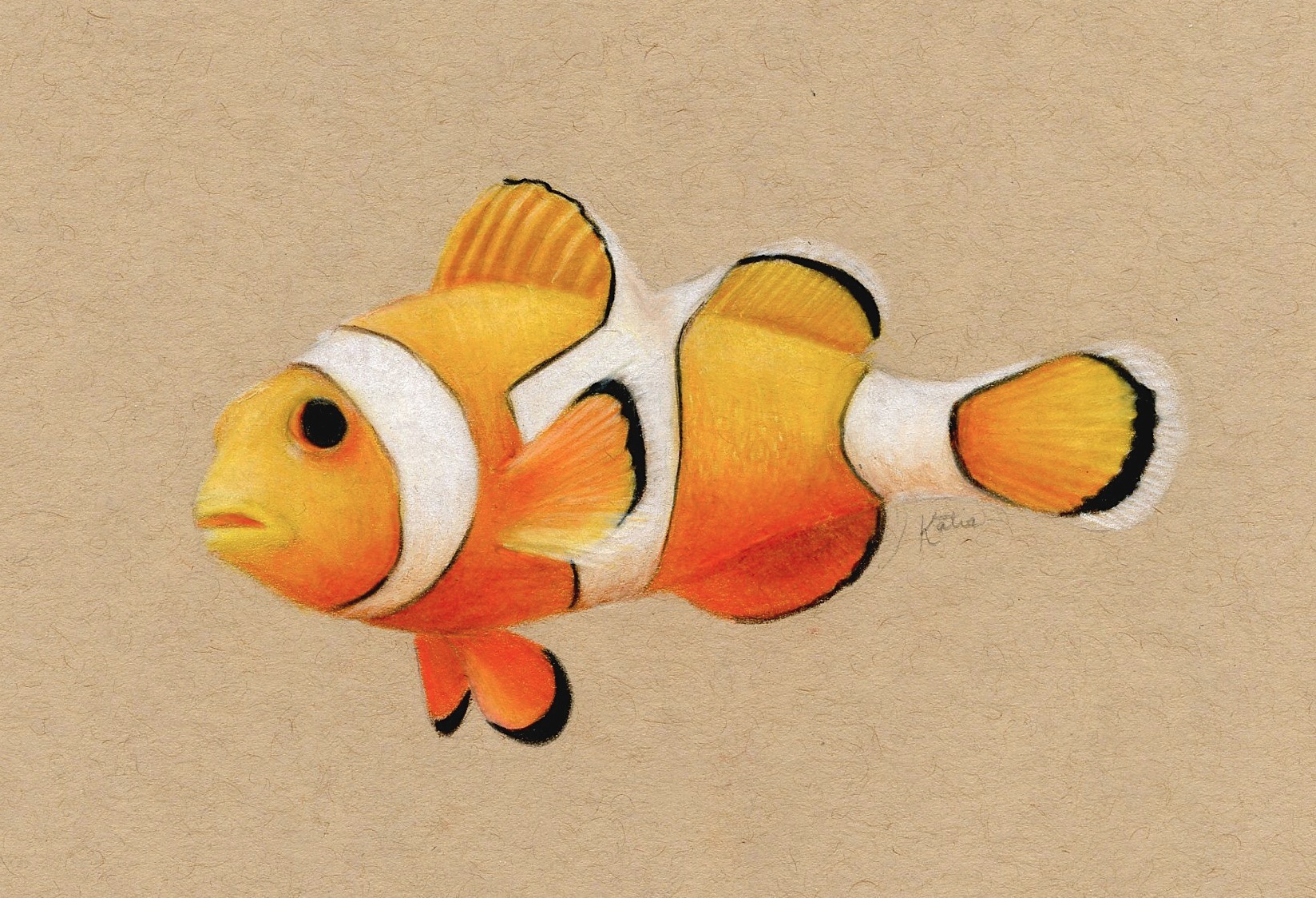 Clown Fish, Pencil Crayon on Toned Paper